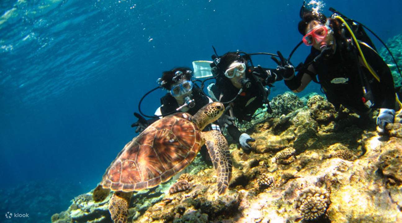 慶良間群島潛水體驗