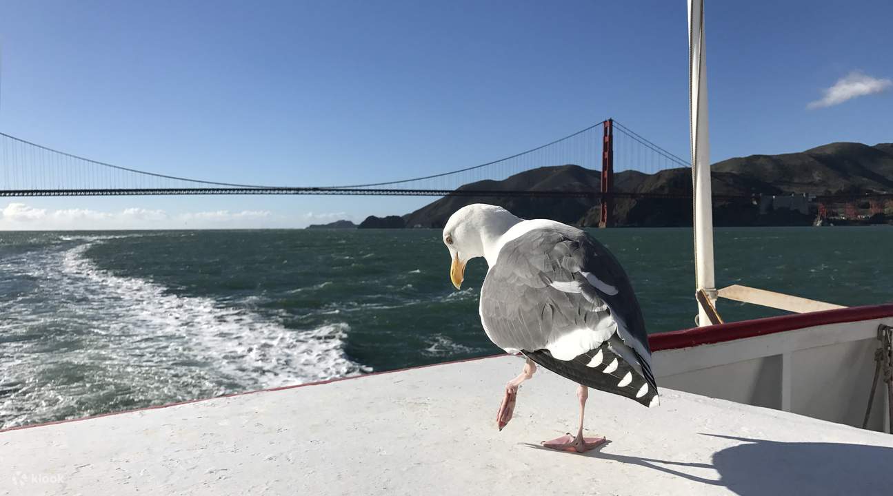 golden gate bay cruise