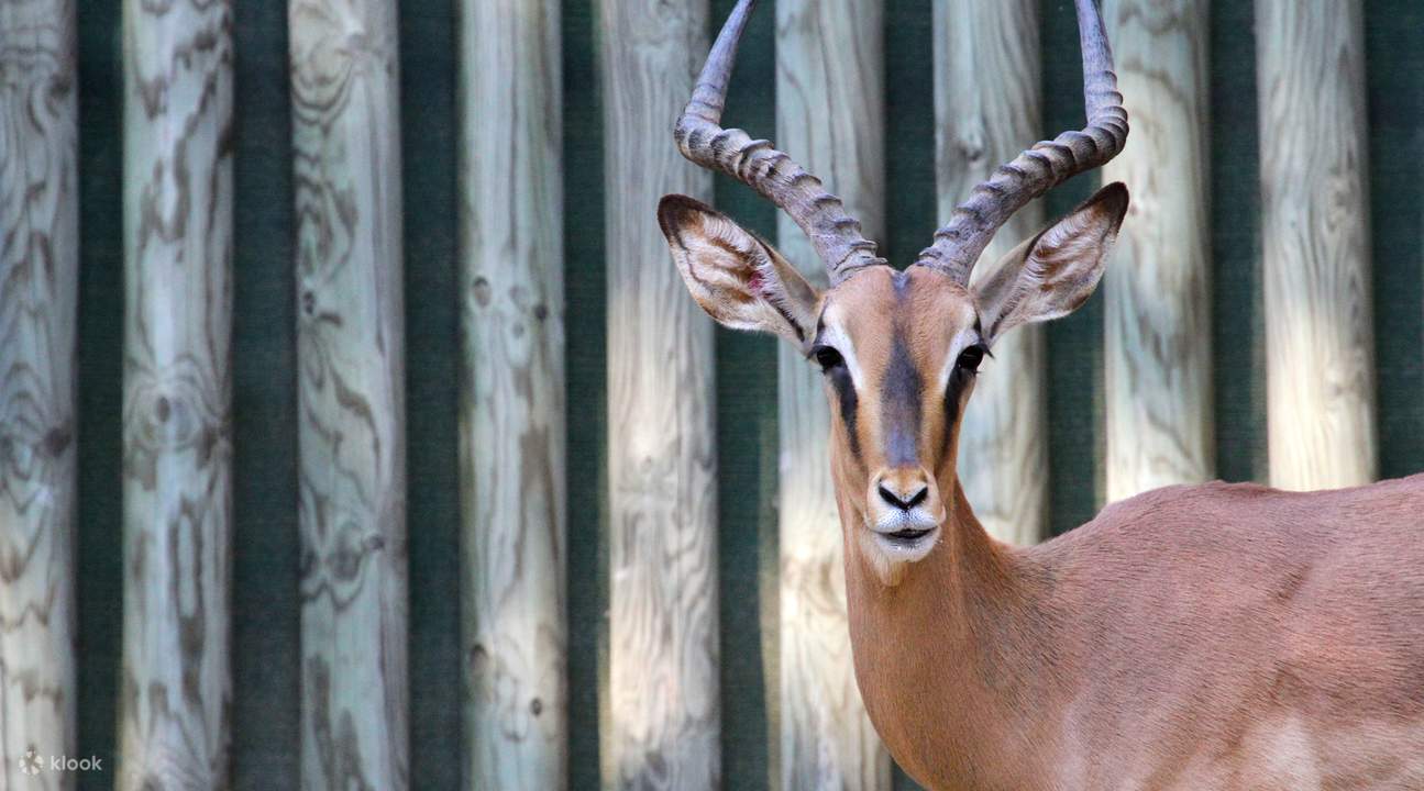 Vé sở thú Barcelona