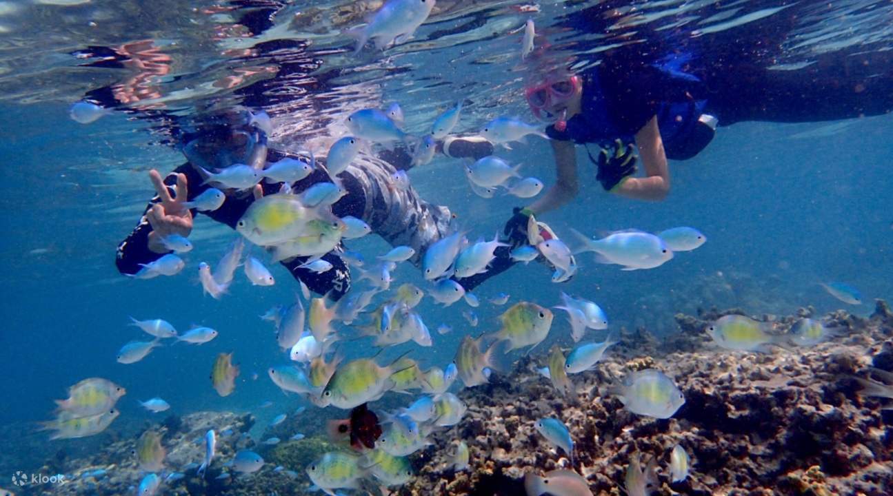 괌에서 스노클링을 하는 사람들이 물고기에 감탄하고 있습니다.