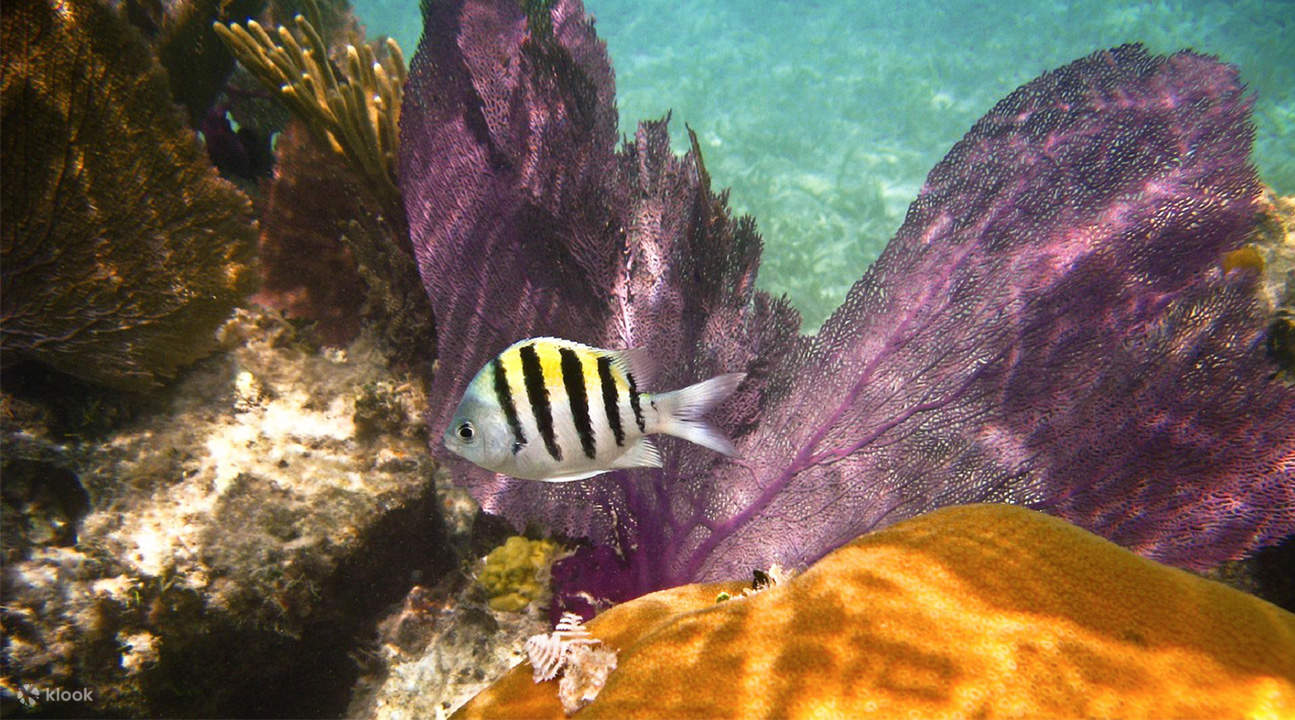 Koh Lan Coral Island Snorkeling Tour In Pattaya Thailand Klook koh-lan-coral-island-snorkeling-tour-in-pattaya-thailand-klook