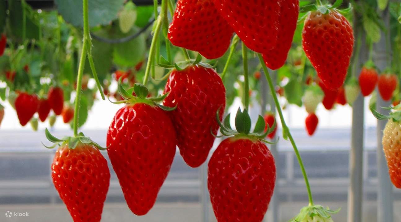 Tea Picking, Suruga Bay Cruise, Numazu & AllYouCanEat Strawberry Day