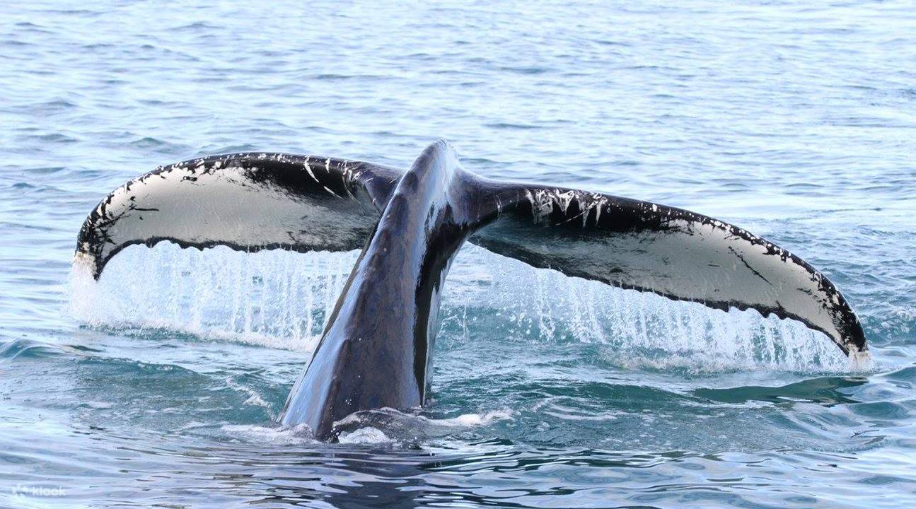 best whale watching in iceland
