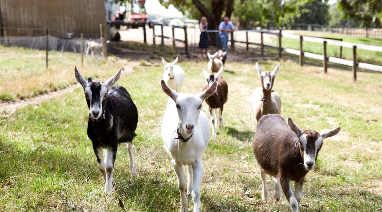 goats in australia