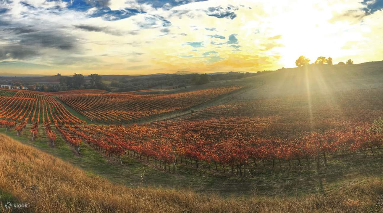 Napa and Sonoma Wine Tour & Golden Gate Bay Cruise Klook