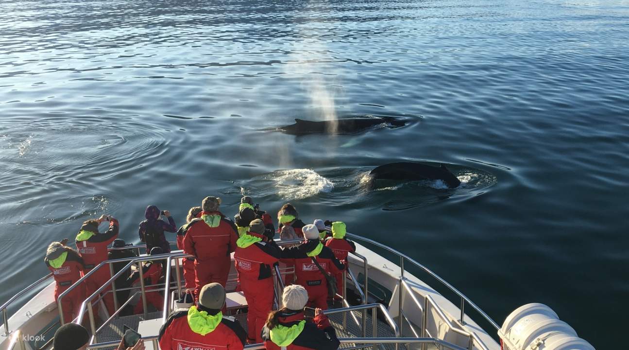 whale watching cruise akureyri iceland
