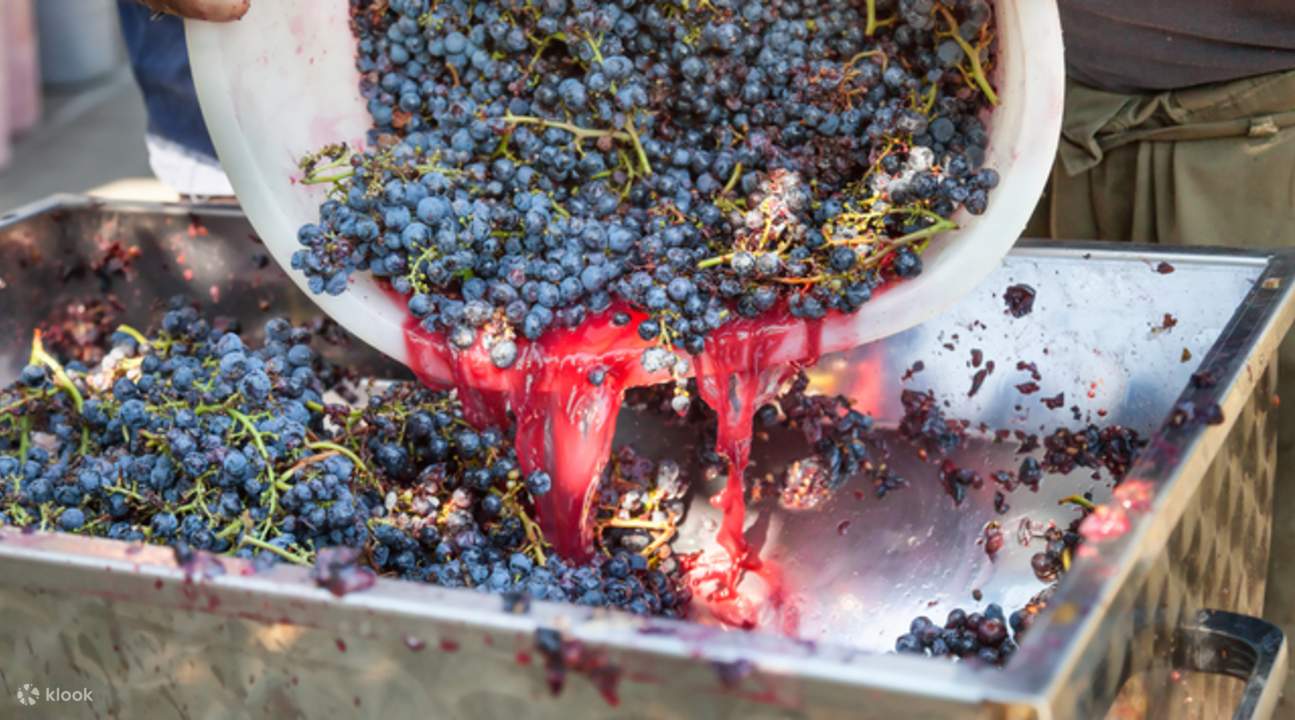 Grover Zampa Vineyards Winemaking Experience in Bangalore, India