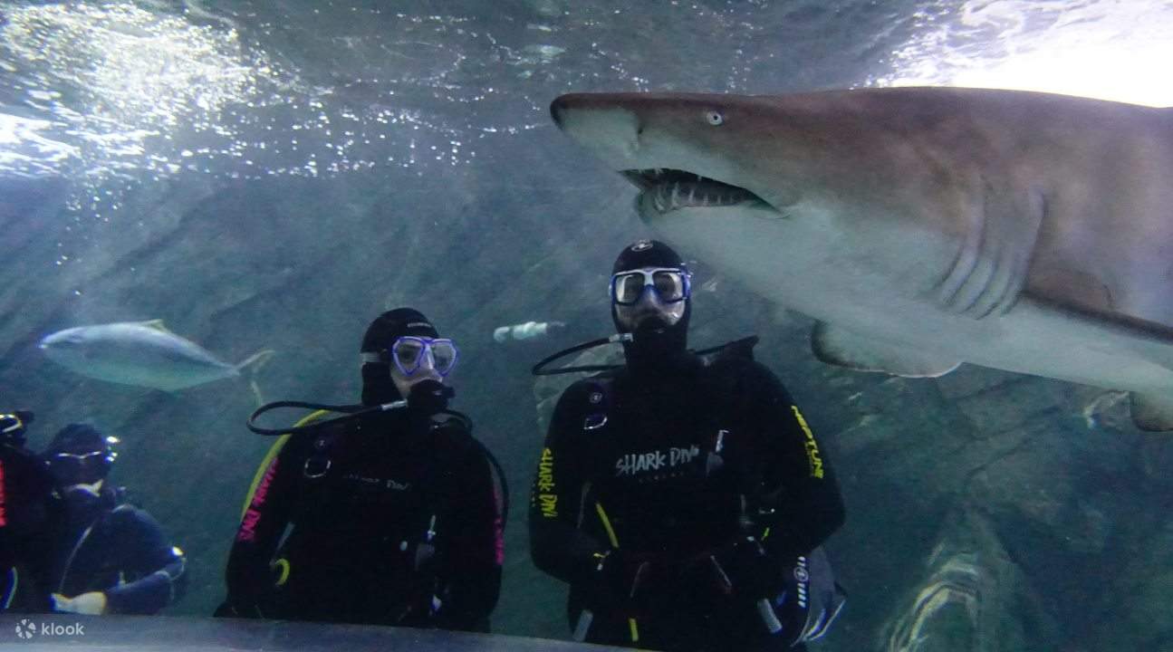 SEA LIFE Sydney Aquarium Shark Dive Xtreme Experience Klook Canada