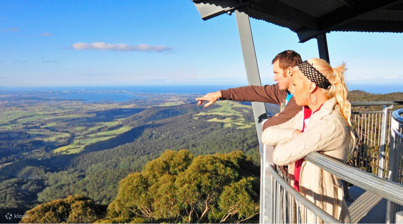 illawarra vola sugli alberi cammina con la famiglia e gli amici