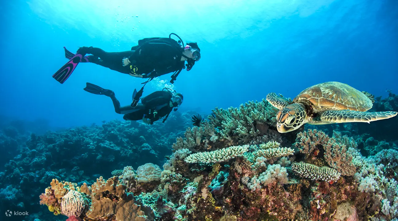 凯恩斯深潜 (Dive Pro Cairns)