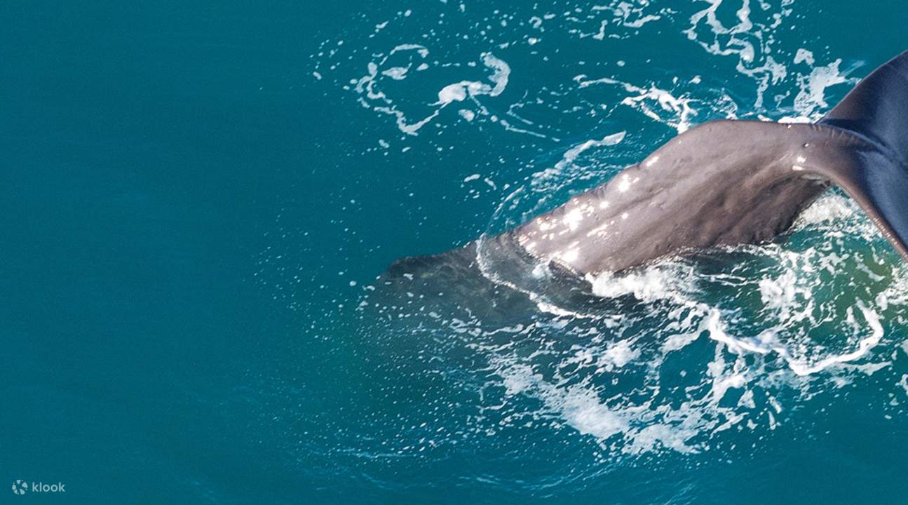 Whale watching Kaikoura