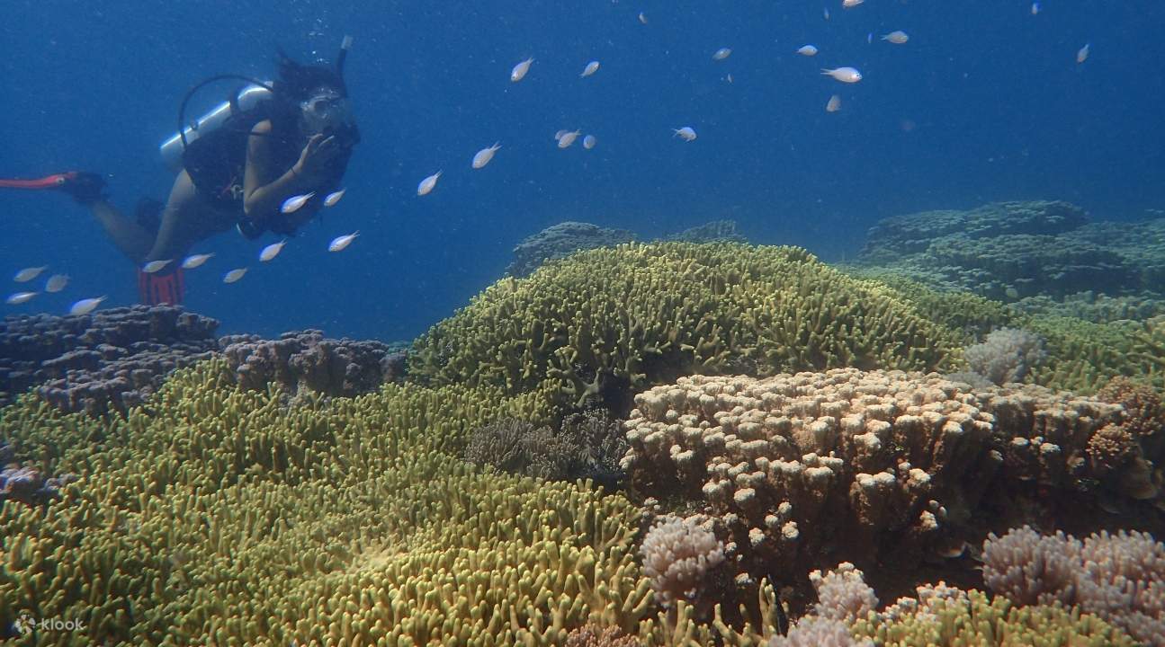 seorang penyelam di dekat sekawanan ikan dan beberapa karang di Dog Leg Reef, Guam