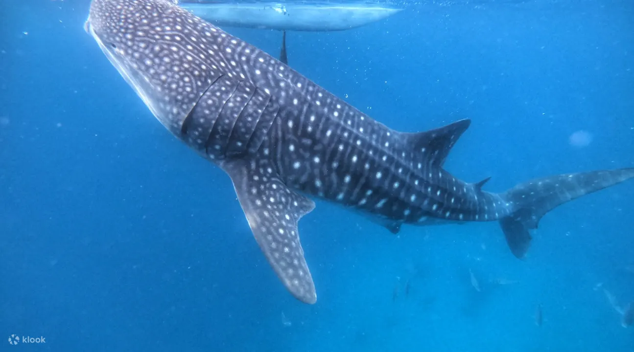 奥斯陆鲸鲨浮潜 (Oslob Cebu Whale Shark Snorkeling)
