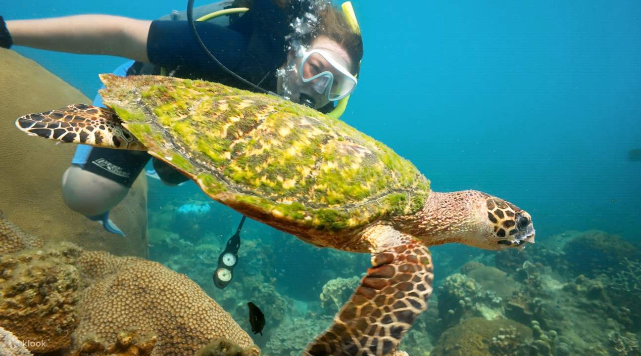 Sail Rock Scuba Diving from Koh Pha Ngan, Thailand Klook ÉtatsUnis