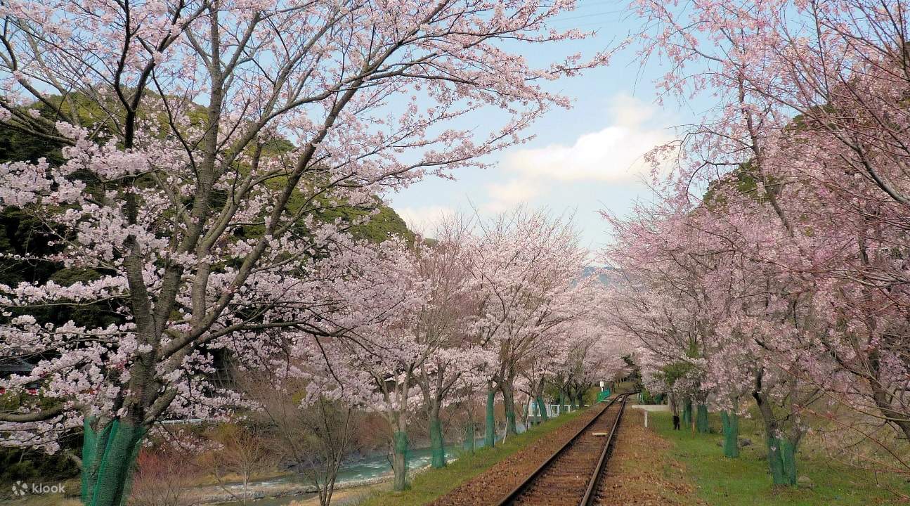 a view of the Sagano Romantic Train tracks and trees with sakura blossoms