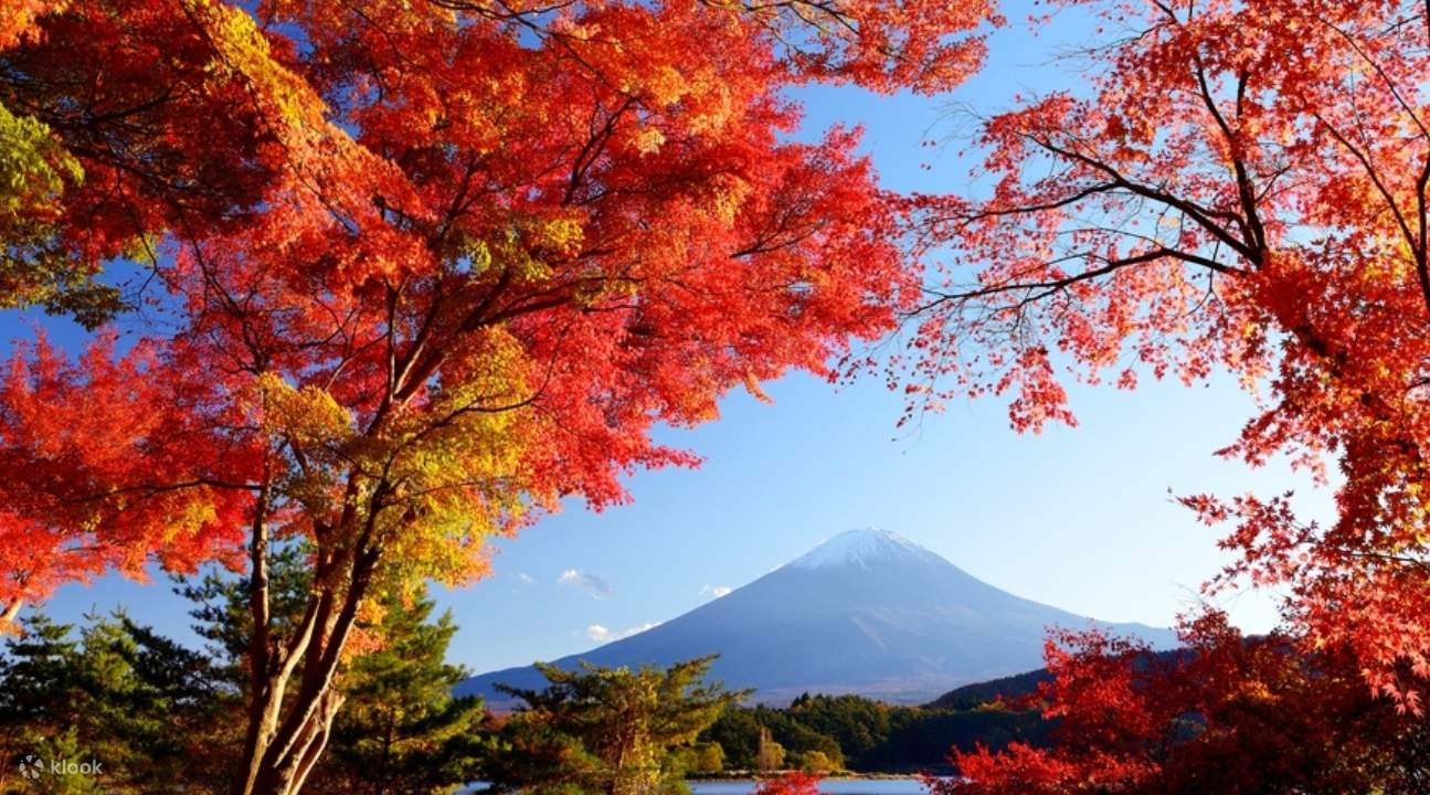 富士山地区10小时包车服务，东京到富士山的包车服务，东京富士山的包车租赁