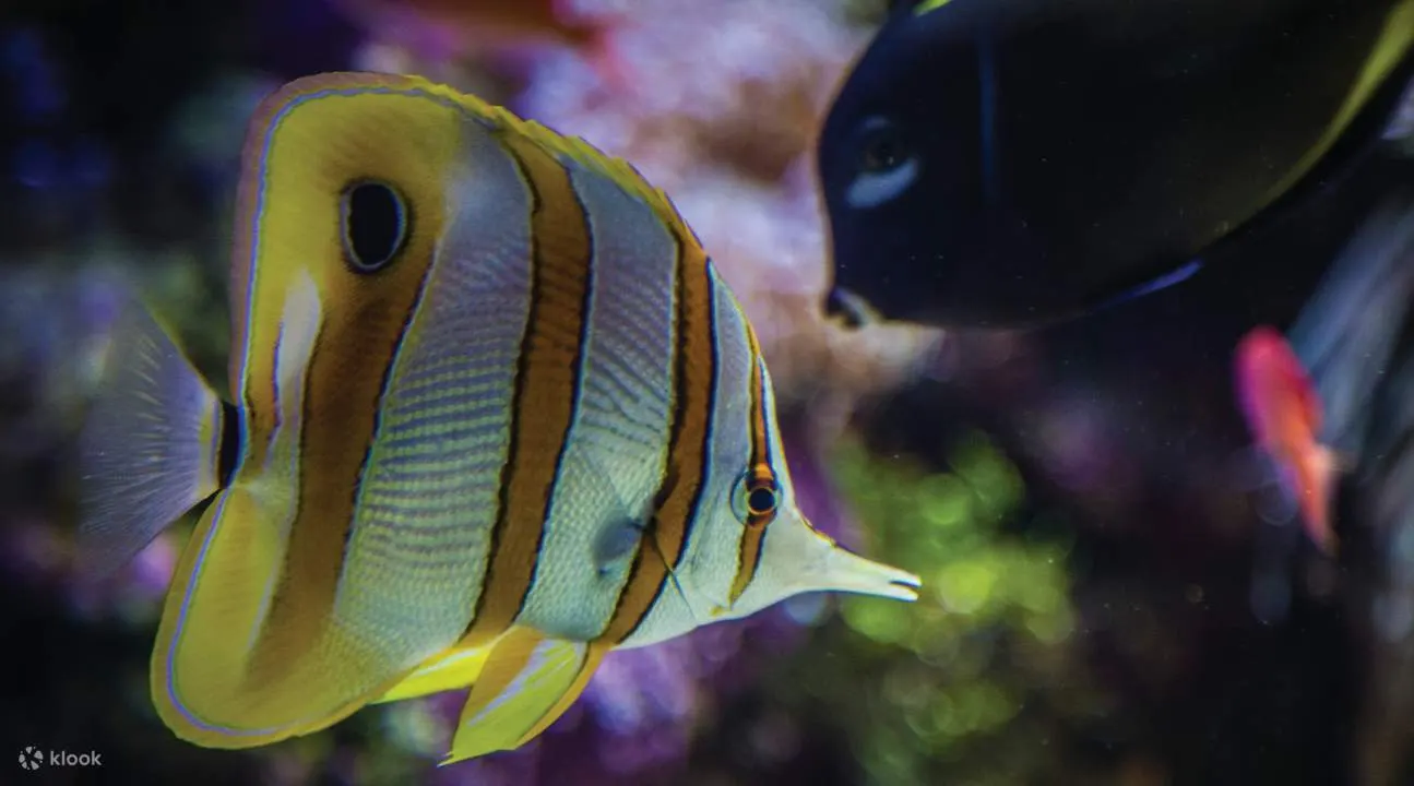 珊瑚和鱼类悉尼海洋生物水族馆