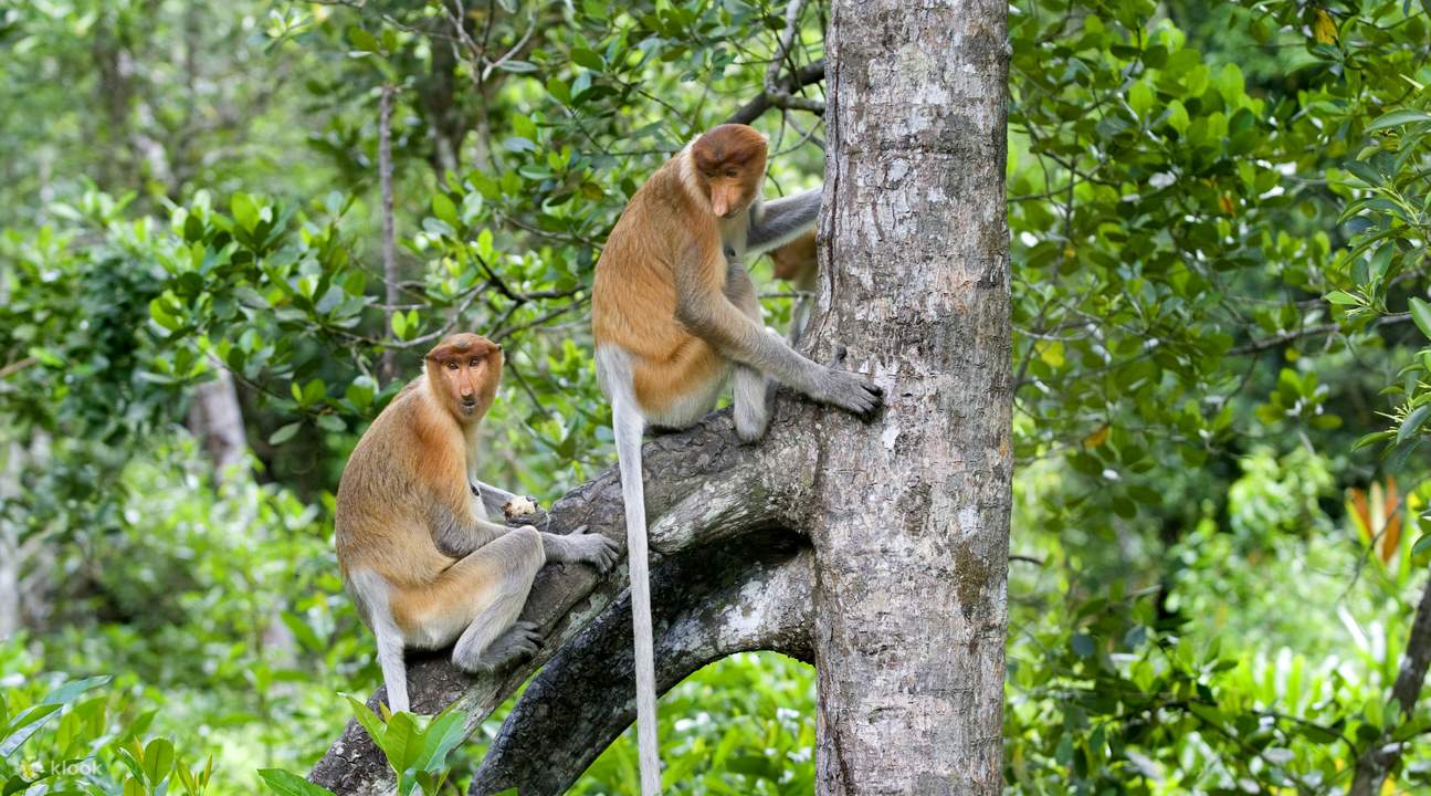 Recorrido por los Humedales de Weston