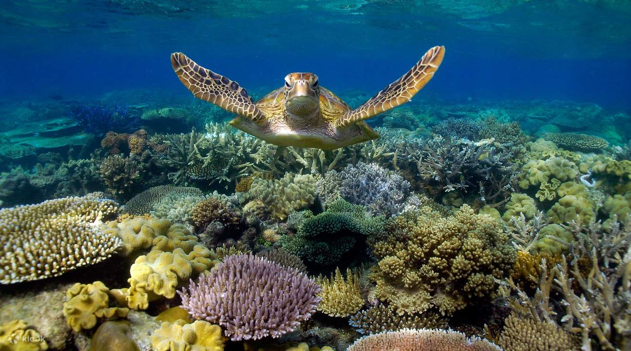 Great Barrier Reef tours
