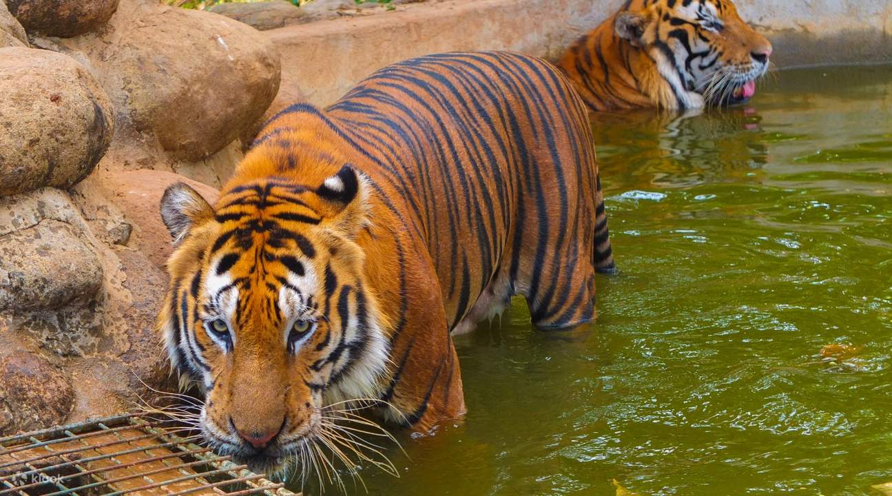 Pertemuan Harimau di Zoobic Safari di Subic 