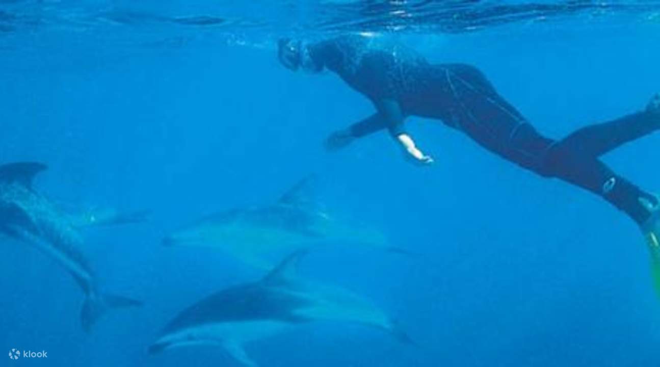 swim with dolphins New Zealand