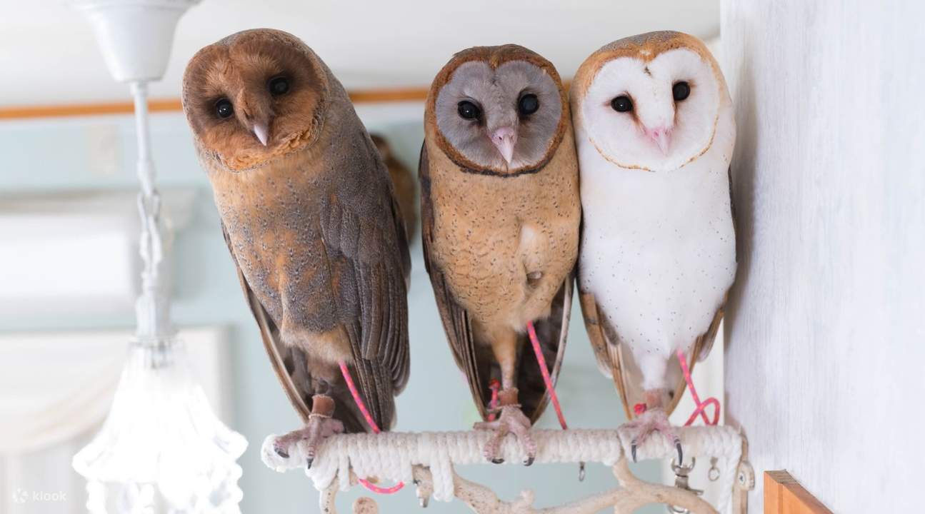 hiboux à Owlcafe Akiba Fukurou