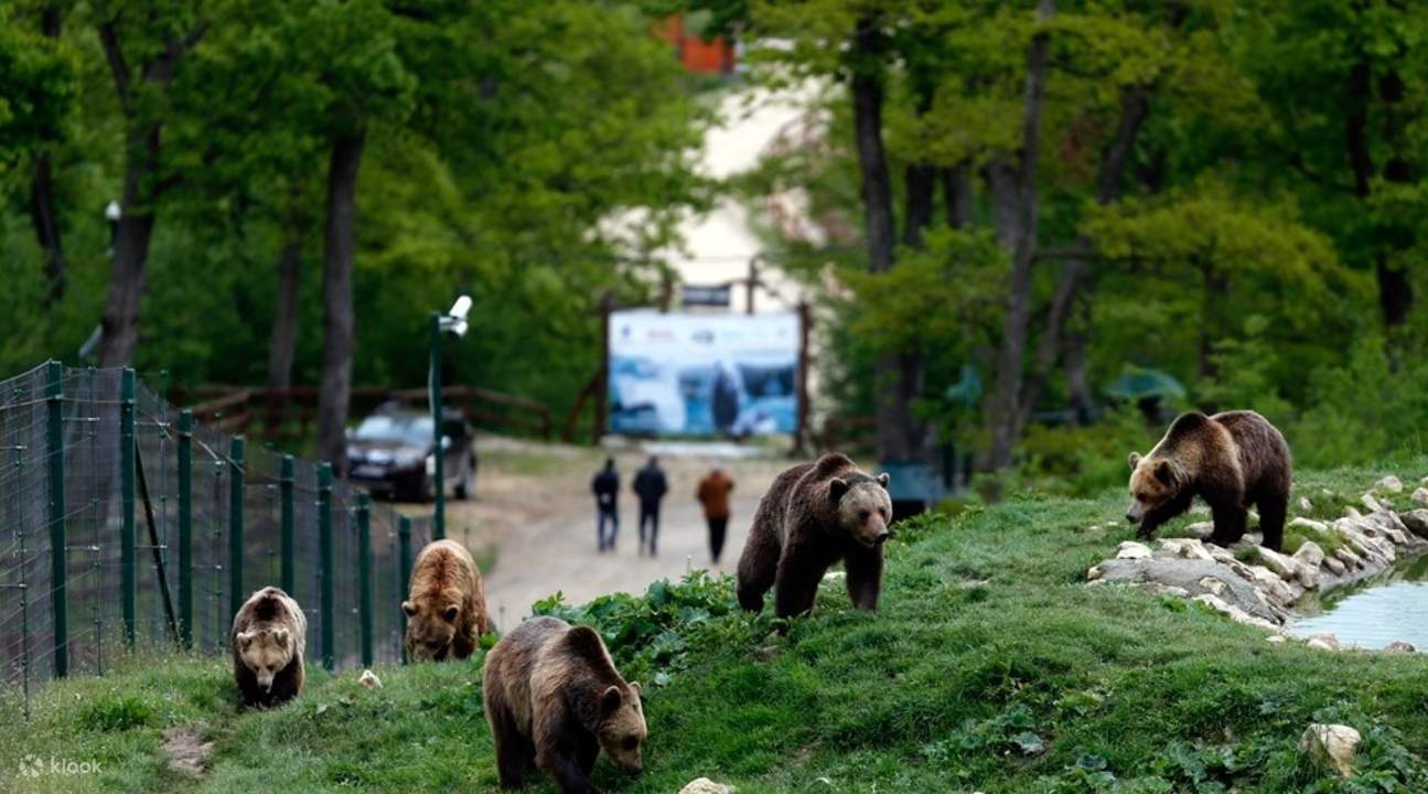 Dracula s Castle and Libearty Bear Sanctuary Full Day Tour from