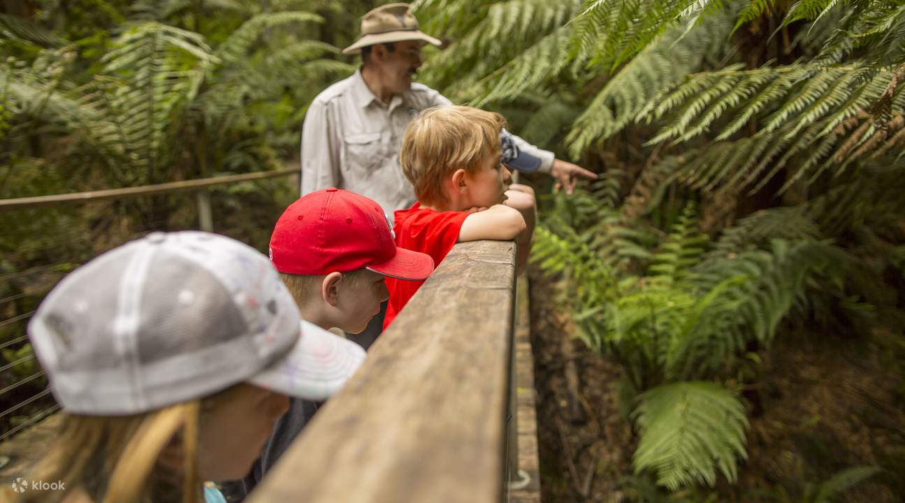 Otway Fly Treetops Walk biglietti scontati
