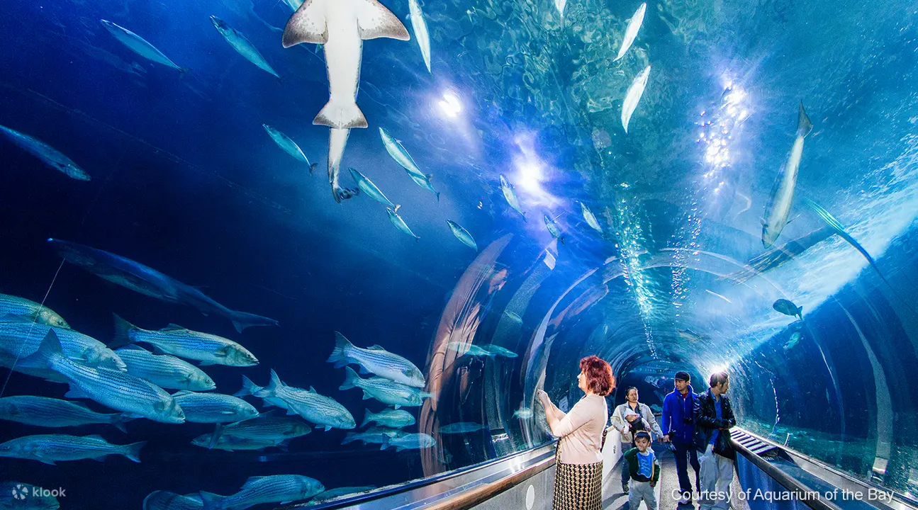 海湾水族馆