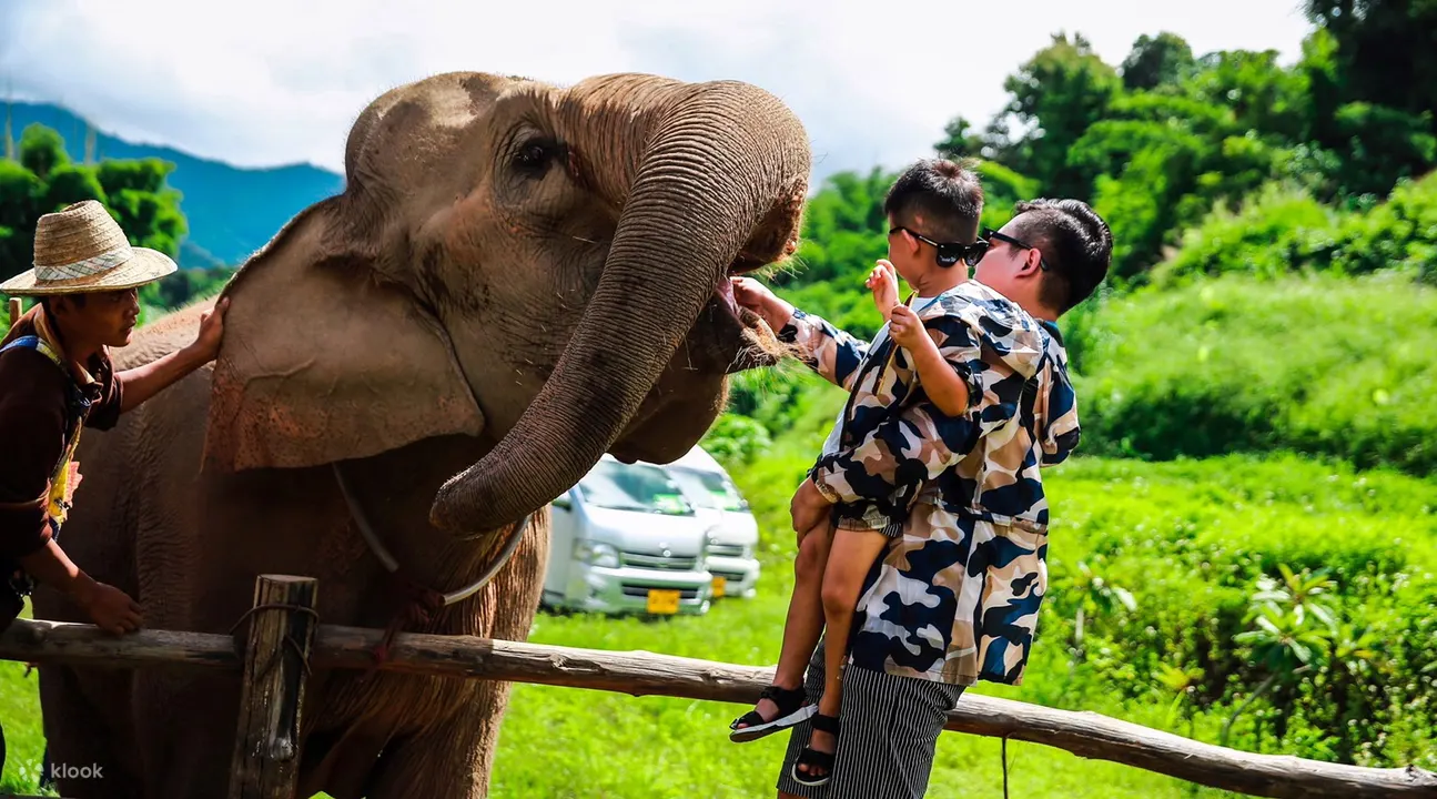 Mae Wang Elephant Camp Half Day Tour in Chiang Mai, Thailand - Klook Hong  Kong