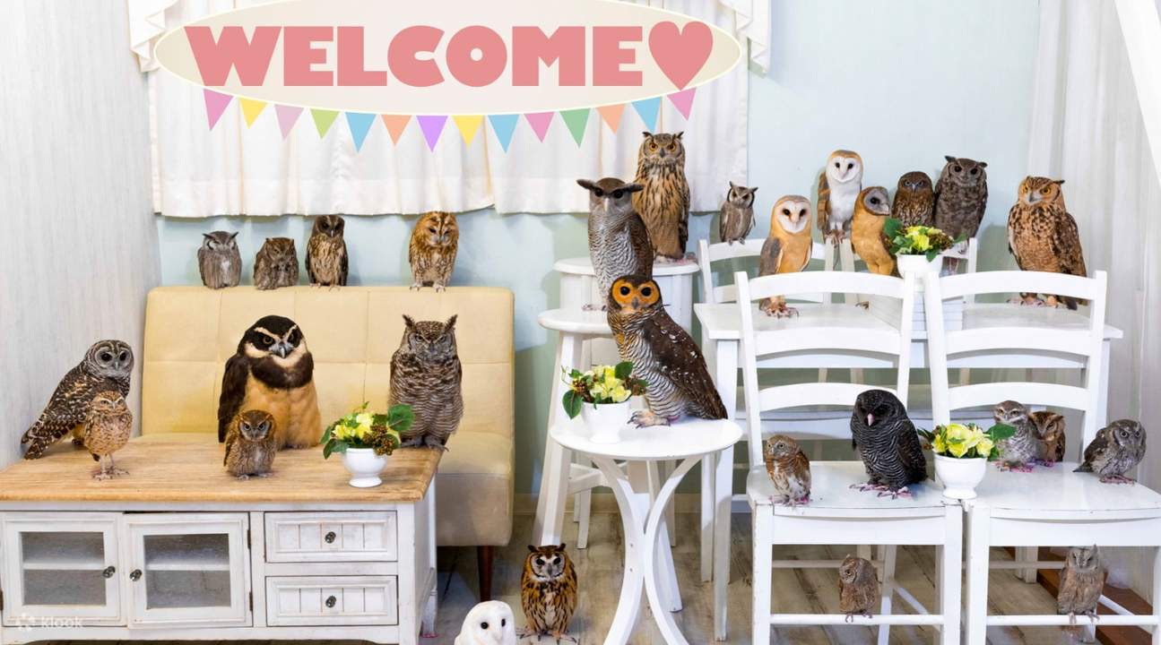 hiboux à Owlcafe Akiba Fukurou