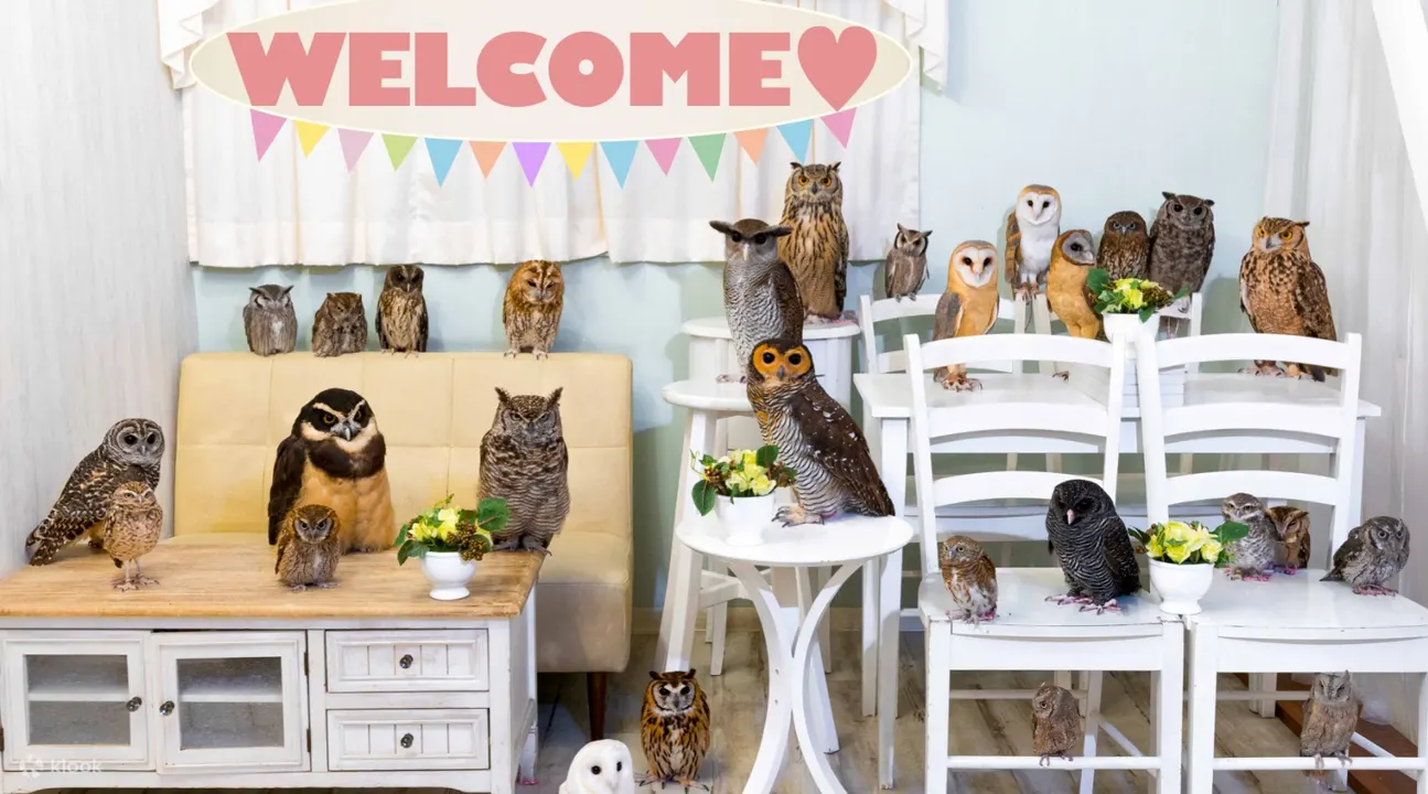 猫头鹰 in Owlcafe Akiba Fukurou