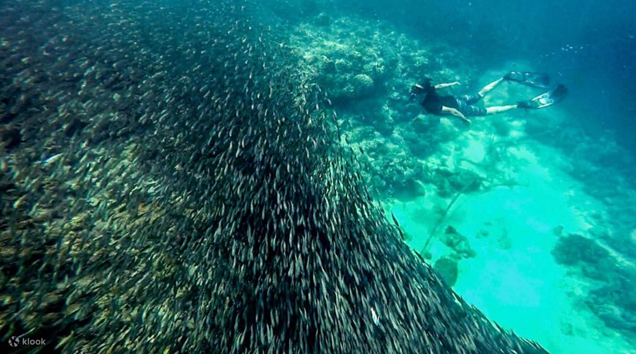 Ngắm đàn cá trích ở Moalboal