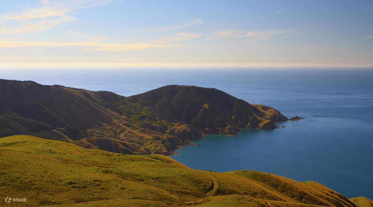 crucero de mejillones verdes Marlborough