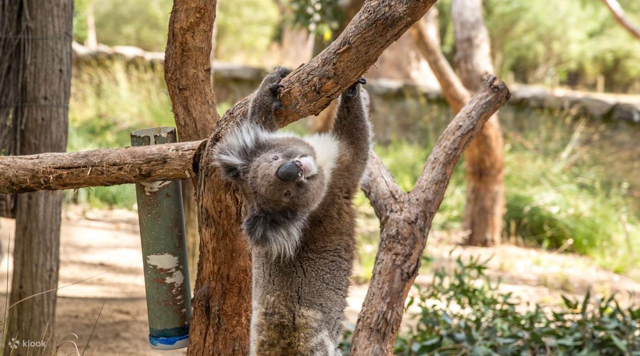 Mount Lofty Hiking Experience with Cleland Wildlife Park Tour - Klook ...