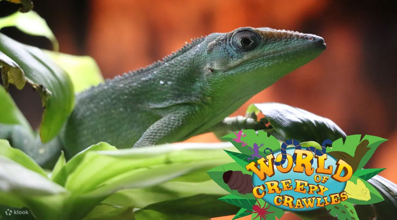 World of Creepy crawlies