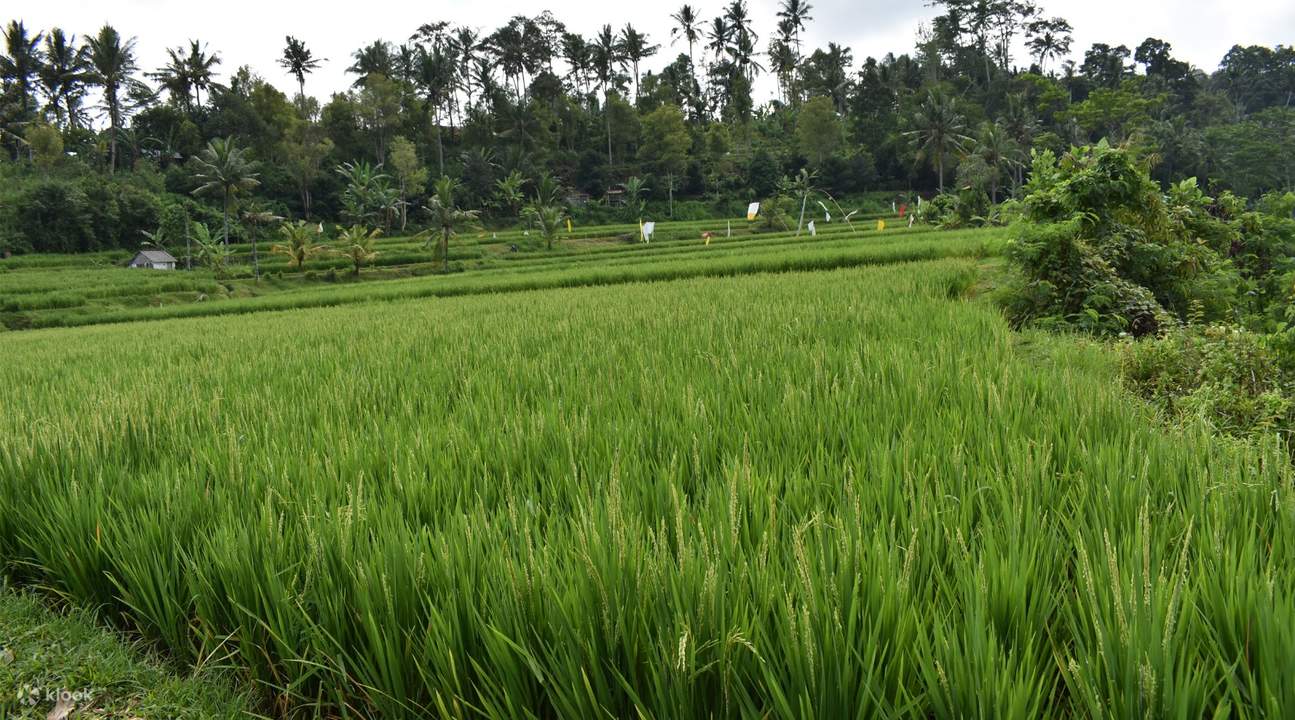 tukad unda 河附近的草地