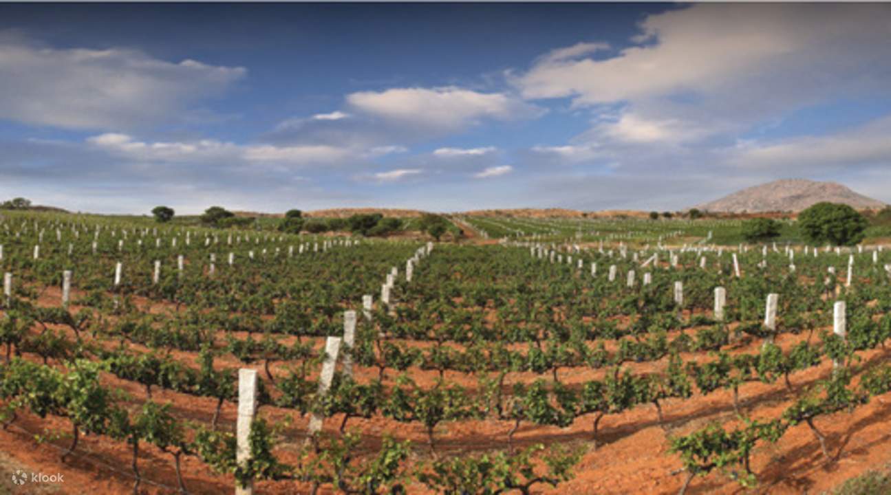 Grover Zampa Vineyards Winemaking Experience in Bangalore, India