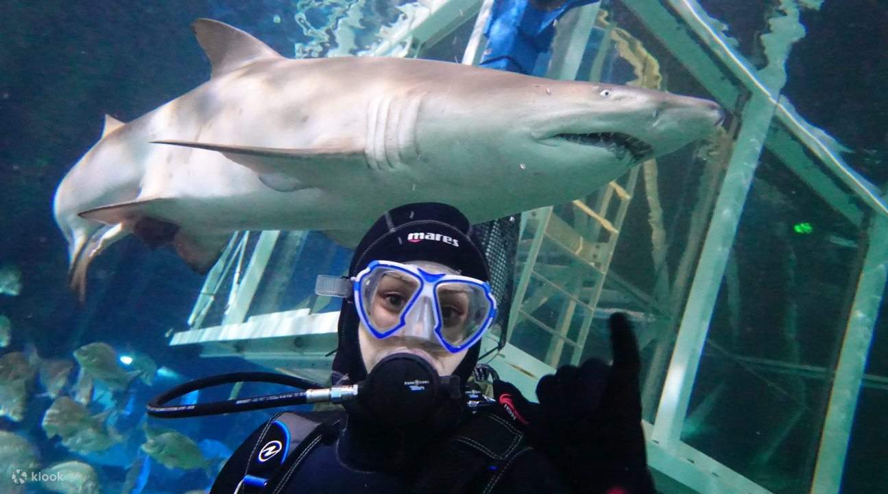 SEA LIFE Sydney Aquarium Shark Dive Xtreme Experience Klook