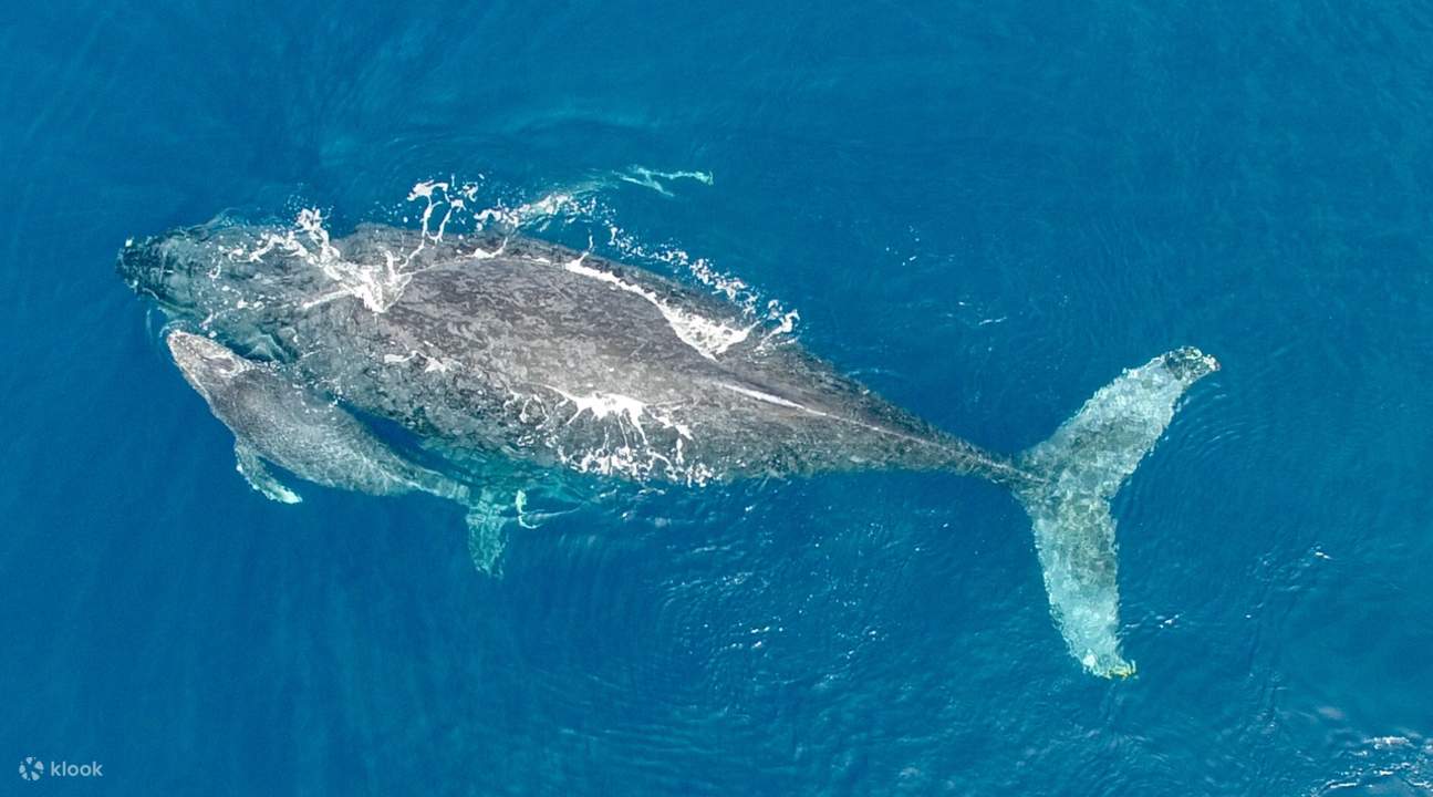 日本でのホエールウォッチング体験