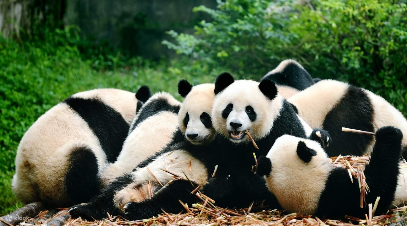 Panda Breeding Center and Historic Private Day Tour - Chengdu, China