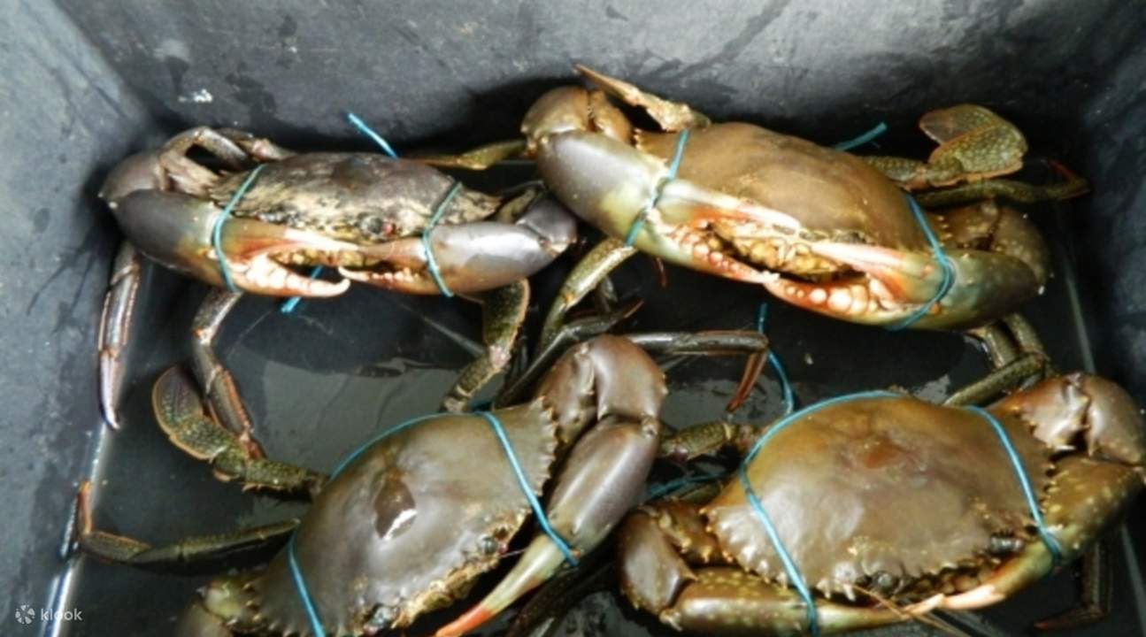 Wild Mud Crab Catching Half Day Tour Klook Australia