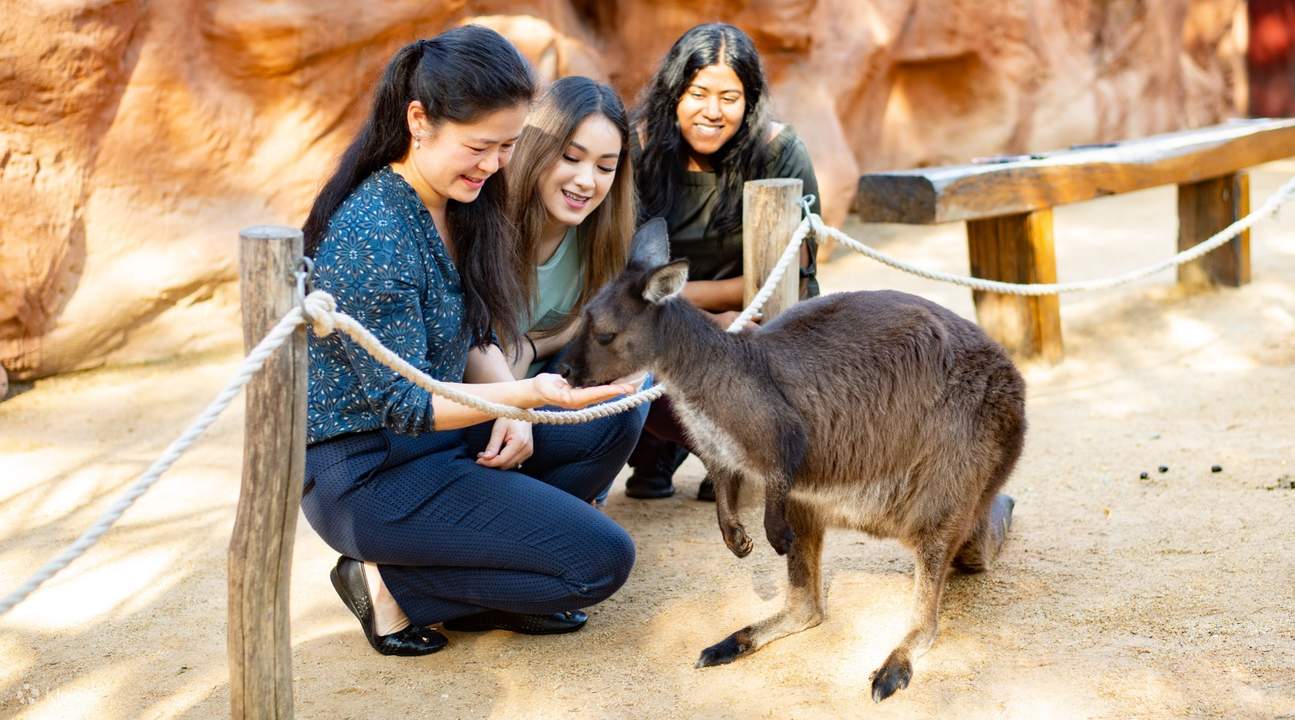 สวนสัตว์ป่าซิดนีย์ - สัมผัสจิงโจ้