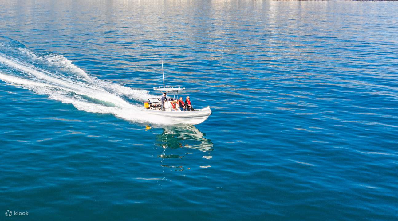 해양 야생동물 조우