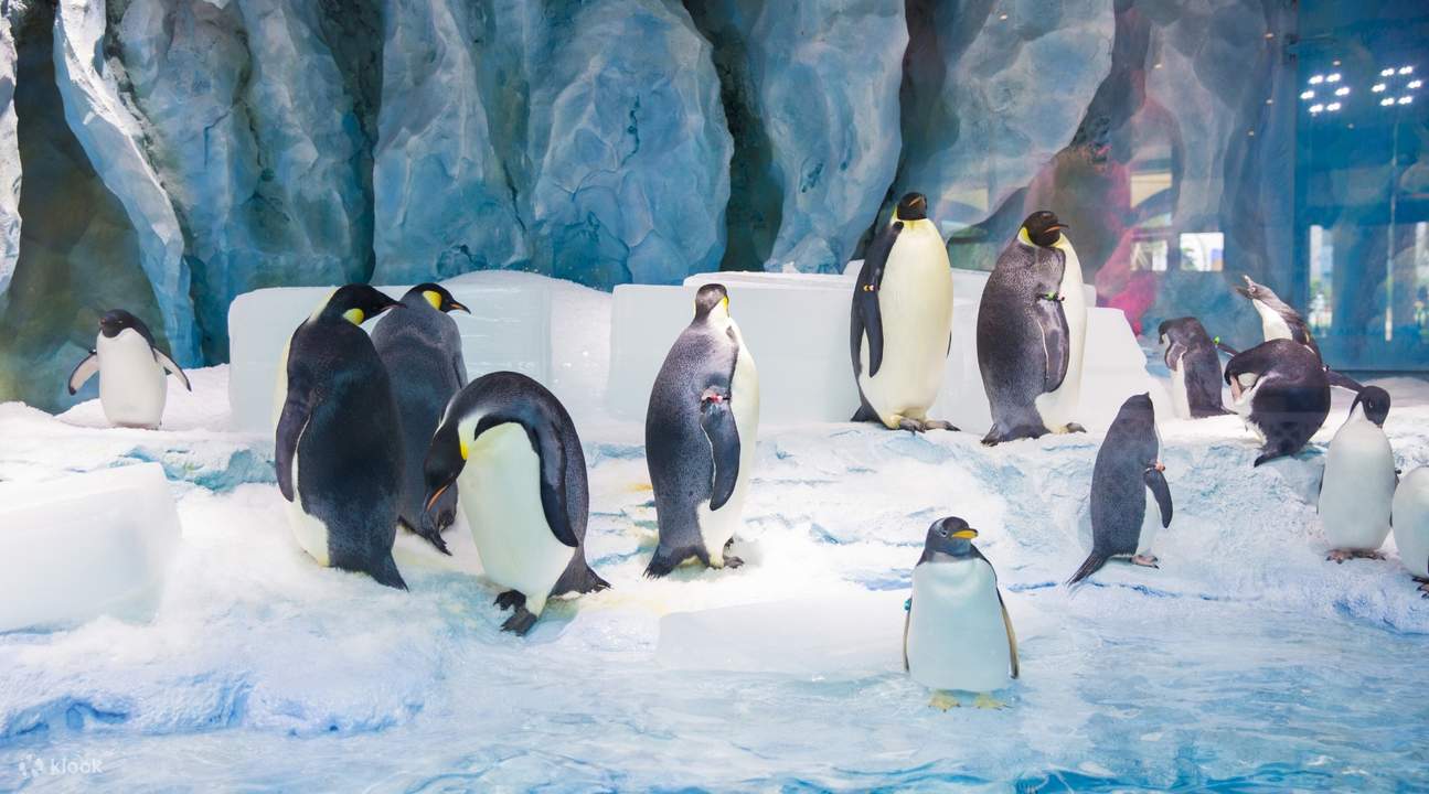 penguin-penguin di Zhuhai Chimelong Penguin Hotel