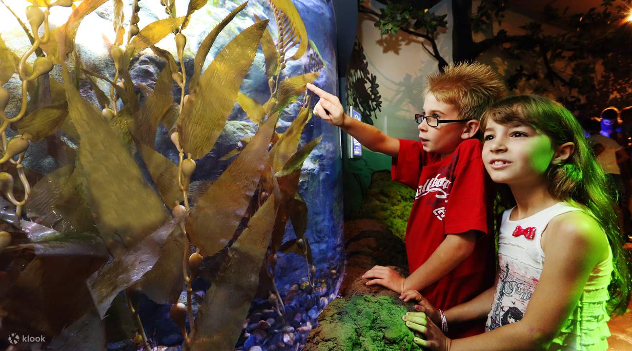 SEA LIFE Sunshine Coast Sanctuaire des Hippocampes enfants