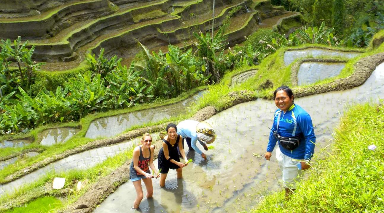 women picking plants in tegalalang rice terrace bali