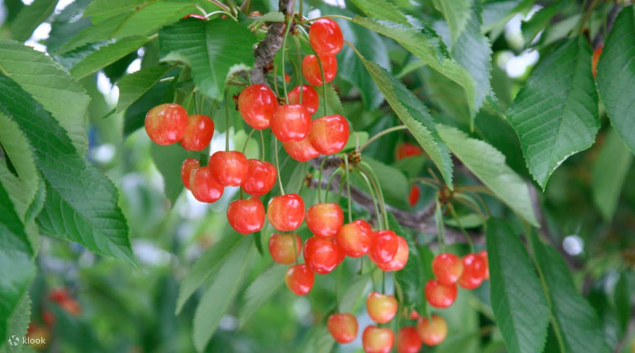 Sun Meadows Kiyosato Highland Park and AllYouCanEat Cherry Picking