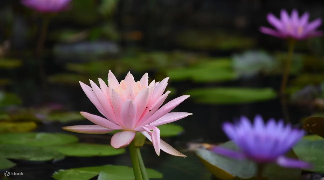 东南植物园门票, 冲绳东南植物园, 日本冲绳东南植物园, 冲绳植物园观光巴士