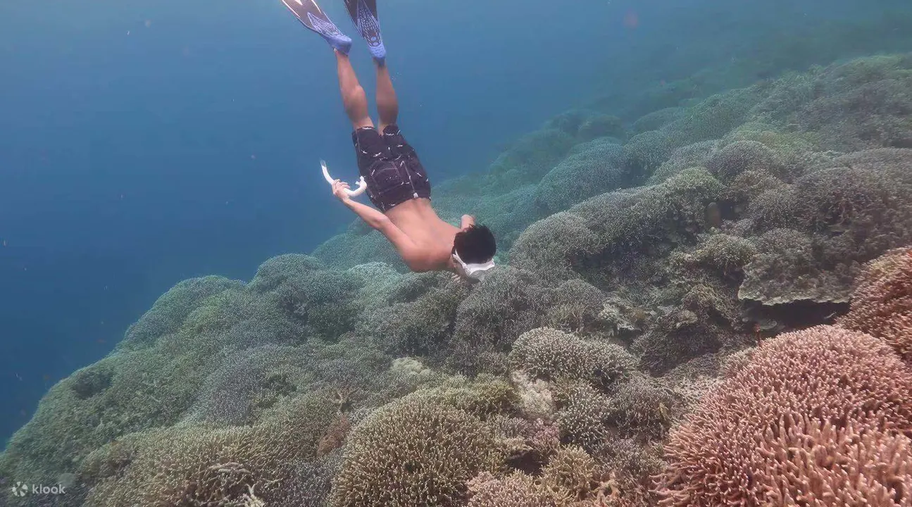 佩斯卡多岛浮潜